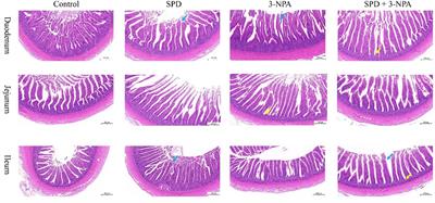 Spermidine improves the antioxidant capacity and morphology of intestinal tissues and regulates intestinal microorganisms in Sichuan white geese